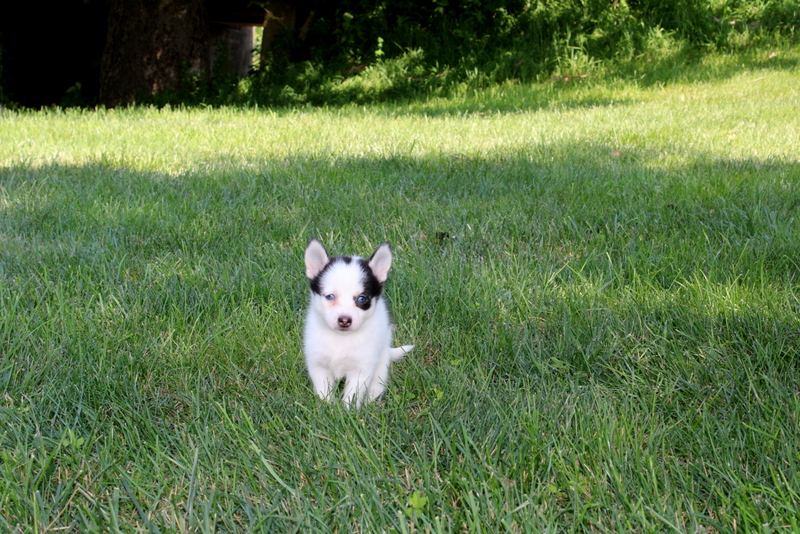 puppy, for, sale, Pomsky, Matthew B. Stoltzfus, dog, breeder, Gap, PA, dog-breeder, puppy-for-sale, forsale, nearby, find, puppyfind, locator, puppylocator, aca